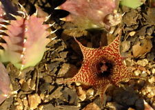 Huernia stapelioides stapelia usato  Italia