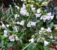 2pulmonarias sissinghurst whit for sale  DUNS