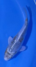 Inch doitsu hariwaki for sale  Findlay