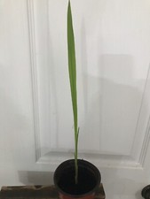 Crocosmia plant bright for sale  Beacon