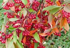 Red chokeberry seeds for sale  Russell