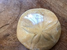 Pygurus urchin fossil for sale  CIRENCESTER