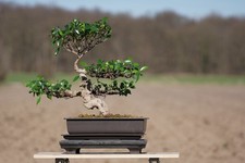 Bonsai ficus mindestens gebraucht kaufen  Sehnde