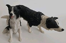 searching border collie for sale  Marble Falls