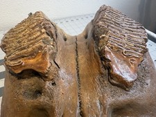 Fossile mammut segmento usato  Spedire a Italy