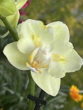 Rchidee phalaenopsis heat gebraucht kaufen  Bremen