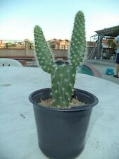 Rooted sprouted snow for sale  Chino Hills