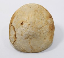 Seeigel clypeaster gippslandic gebraucht kaufen  Weeze