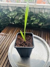 Phoenix sylvestris silber gebraucht kaufen  Hannover