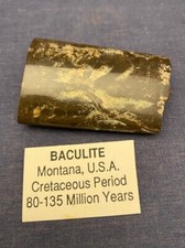 Vintage specimen baculite for sale  Silver Spring