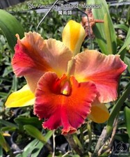 Rare cattleya amazing for sale  HALSTEAD