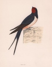 Swallow. morris british for sale  LONDON
