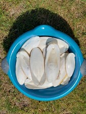 Kilo seiches calcium d'occasion  France