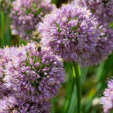 Set allium bubble for sale  PETERBOROUGH
