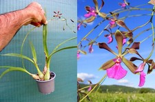 Encyclia cordigera orchidée d'occasion  Fumel