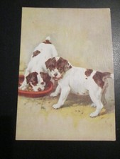 Postcard smooth fox for sale  MABLETHORPE