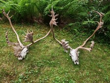Karibu geweihe schädel gebraucht kaufen  Hennef