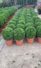 Box buxus ball for sale  UXBRIDGE