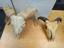 Ram skull horns for sale  LONDON