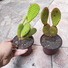 Vaso piante microdasys usato  Barcellona Pozzo di Gotto