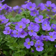 Aubrieta audrey blue for sale  SPILSBY