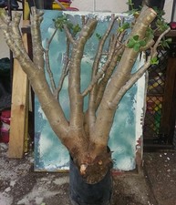 Huge old jade for sale  San Marcos