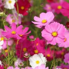 Cosmos sonata mixed for sale  GRIMSBY