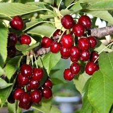 Ft. lapins cherry for sale  USA