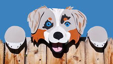 Australian shepherd dog for sale  Denver