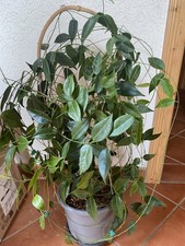 Hoya dennisii große gebraucht kaufen  Limburg a. d. Lahn