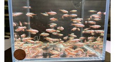 Albino cardinal tetra for sale  Raleigh
