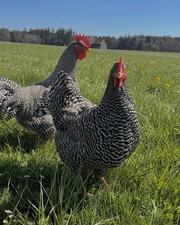 Amrock amrocks bruteier gebraucht kaufen  Wangen im Allgäu