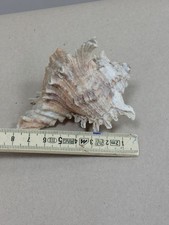 Alte muschel schnecke gebraucht kaufen  Kastellaun