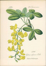 Chromolithographie alpen goldr gebraucht kaufen  Sibbesse