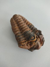 Riesiger trilobit calymene gebraucht kaufen  Mengen