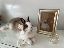 Beautiful taxidermy rabbit for sale  NEWARK