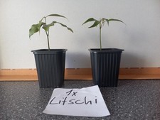 mango pflanze gebraucht kaufen mango pflanze gebraucht kaufen Stutensee