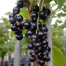 Titania schwarze johannisbeere gebraucht kaufen  Detmold