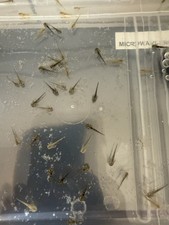 Axolotl baby for sale  BILLINGHAM