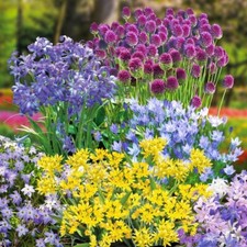 300 hardy bulbs for sale 300 hardy bulbs for sale  IPSWICH