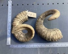 sheep horns for sale  KEIGHLEY