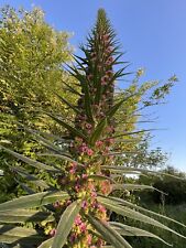 Graines echium pininana d'occasion  Rennes-