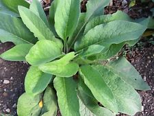 Russian comfrey root for sale  Clarks