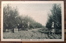 Massalombarda primi 900 usato  Italia