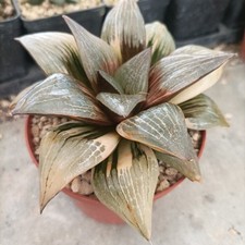 Haworthia correcta hibrid usato  Porto Cesareo