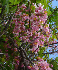 100 Semillas de Cassia javanica - flor de manzana rosa - casia de java, usado comprar usado  Enviando para Brazil