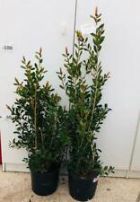 Pianta callistemon leavis usato  Altamura