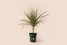 Dracaena marginata bicolor for sale  Columbus