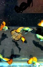 Red dragon guppy for sale  Yakima