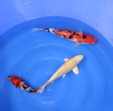 Japanese koi yamabuki for sale  DUNSTABLE